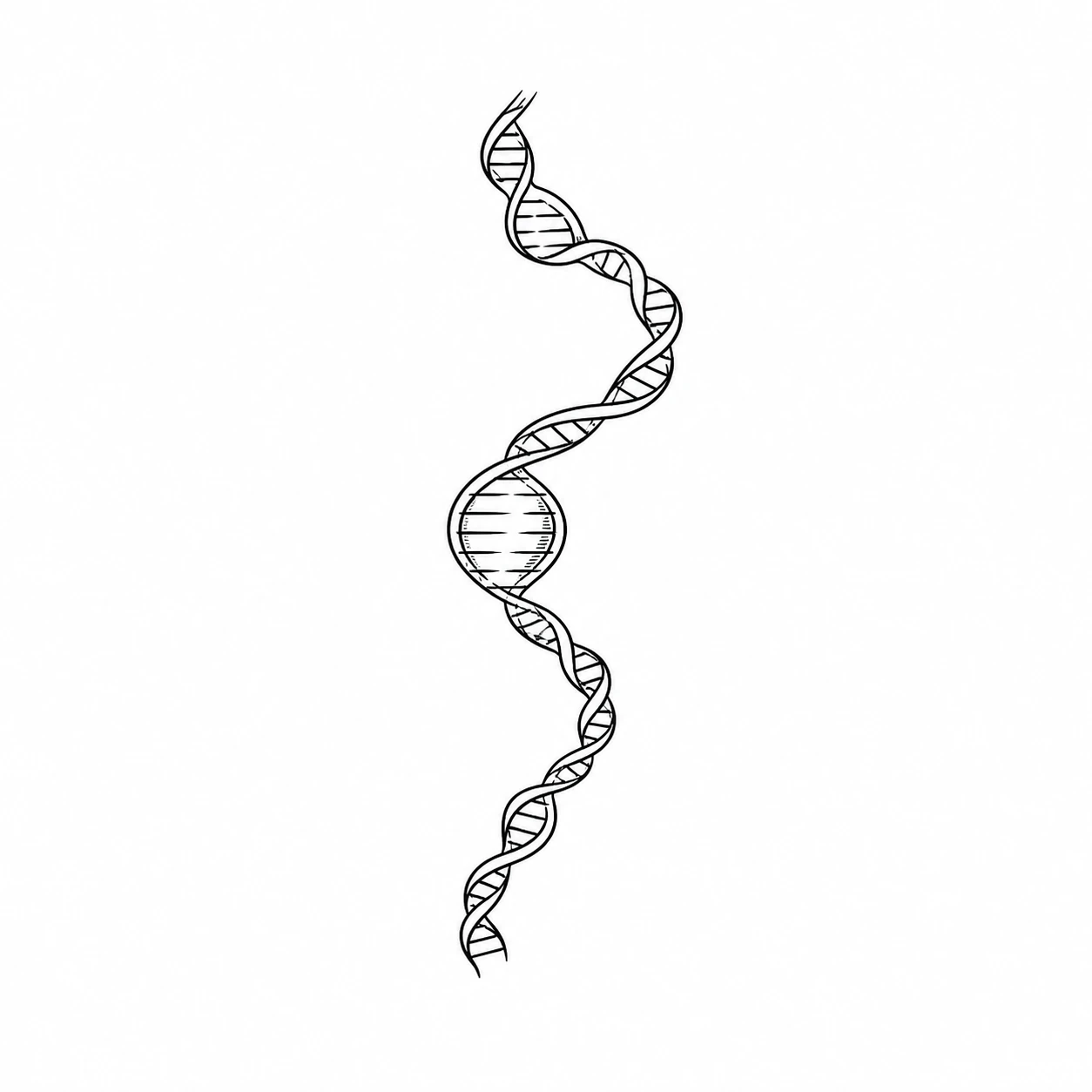 Black ink drawing of one long DNA molecule opening at a replication origin.
