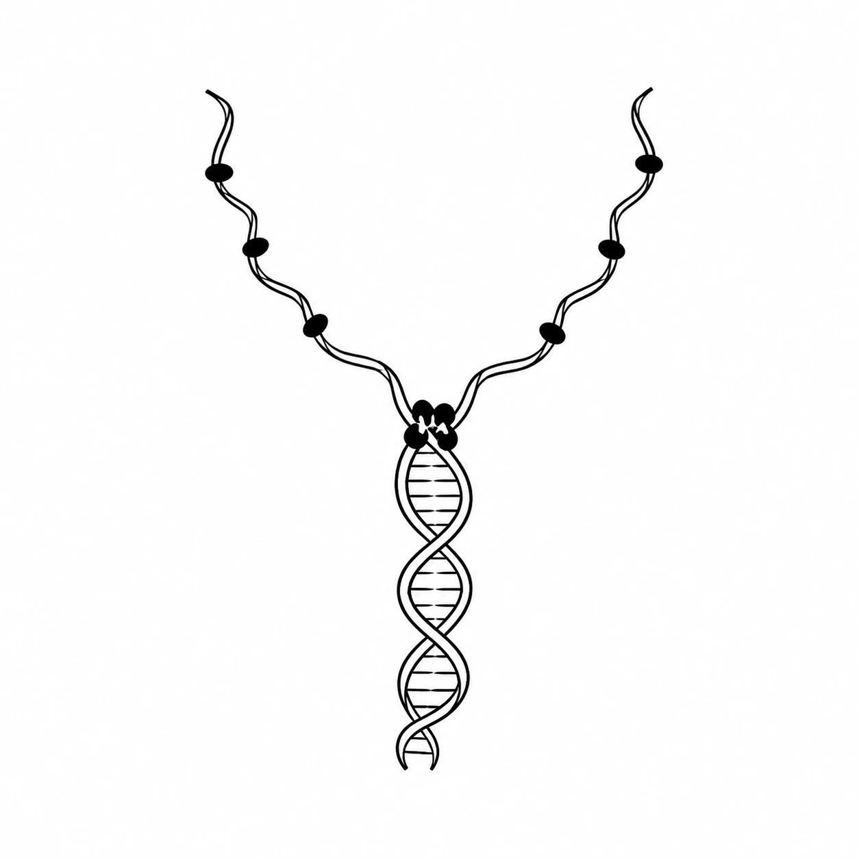 Black ink drawing of a DNA replication fork opening into two exposed strands.