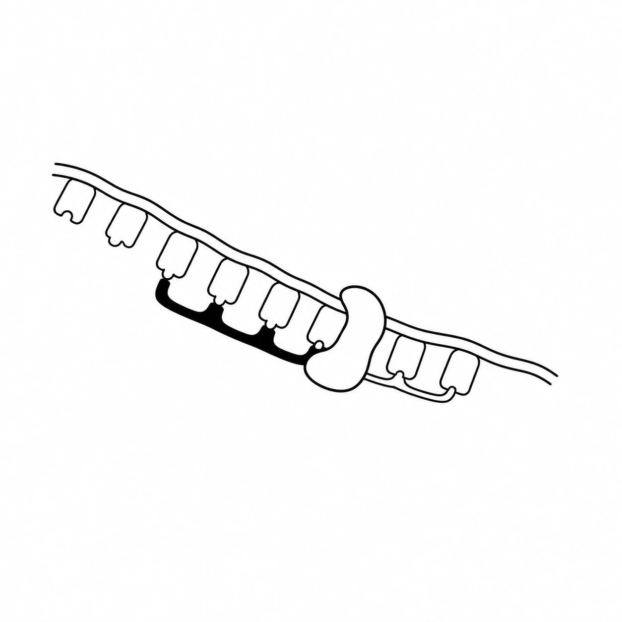 Black ink drawing of a dark RNA primer and polymerase beginning a new DNA strand.