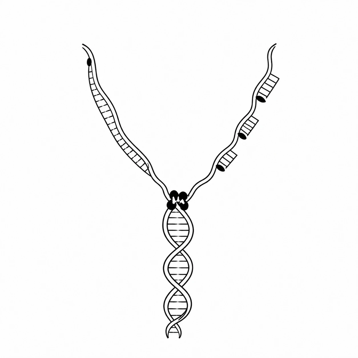 Black ink drawing of a DNA replication fork with one continuous new strand and three fragments.