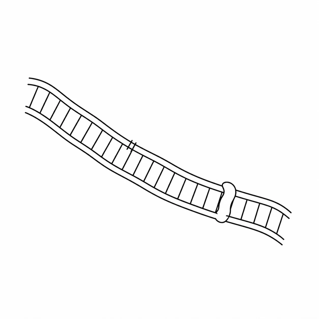 Black ink drawing of a completed paired DNA strand with ligase sealing the final seam.