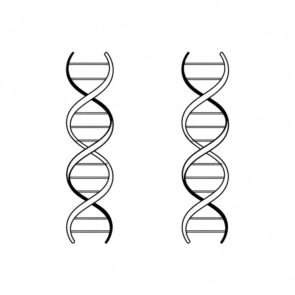 Black ink drawing of two matching DNA helices, each with one original strand and one newly made strand.